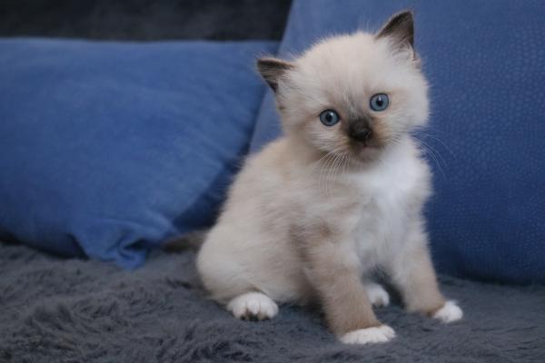 גור רגדול זכר בן חודש ,יפיוף