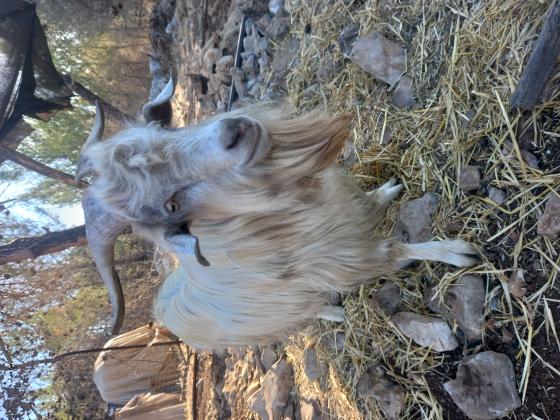 תיש ננסי בן כשנתיים וחצי