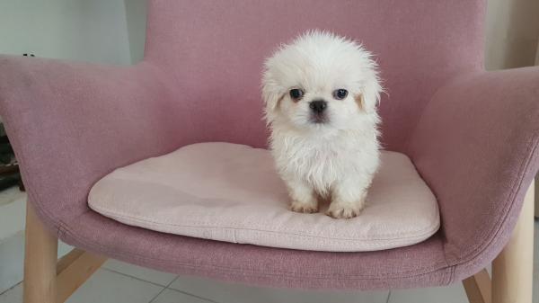 פקינזים גזעיים ראש אריה