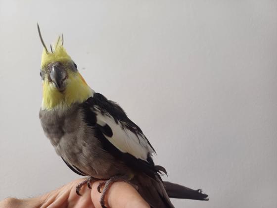 תוכי קוקטייל האכלת יד לא נושך