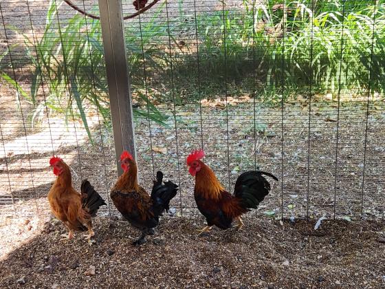 באלדי מטילות