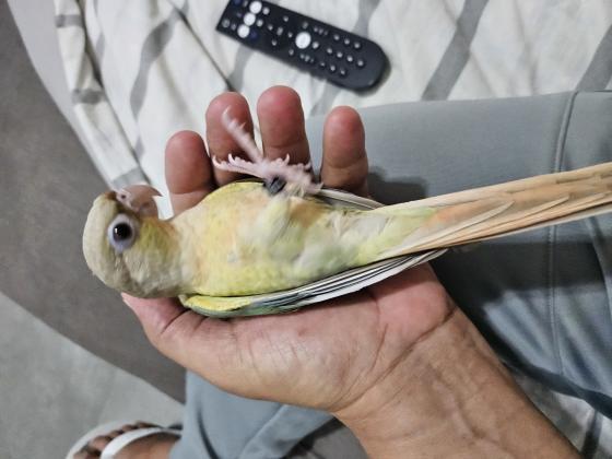 גרינציקים האכלת יד ברמה גבוהה