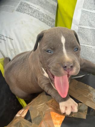גורי בלו נאוז גיזעיים ברמה