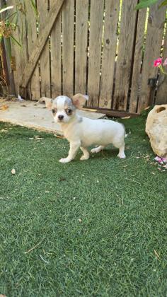 גורים זכרים של ציוואווה למקירה