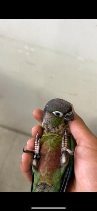 האכלת יד ברמה גבוהה חמוד מתאים לילדים