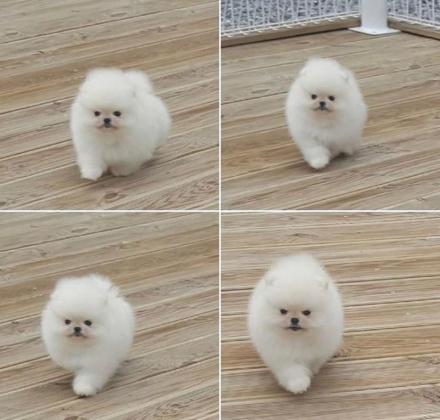 גורים פומרניין דובי לבנים גיל