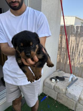 גורות רוטווילר למכירה לירצינים