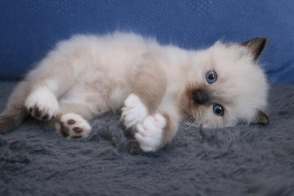 גור רגדול זכר בן חודש ,יפיוף