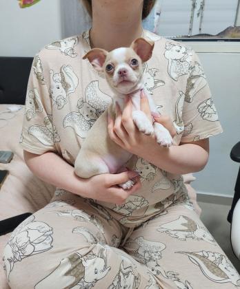 גור צ'וואווה בן חודשיים ראש תפוח