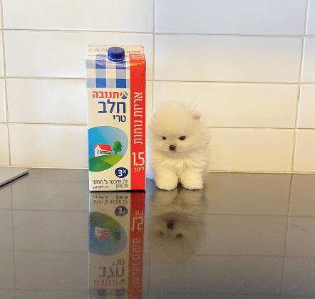 גורי פומרניין קטנים מאוד ימסרו