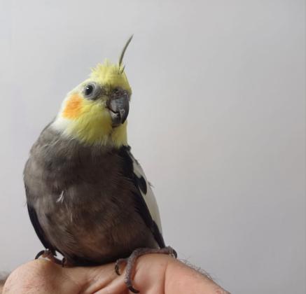 תוכי קוקטייל האכלת יד לא נושך