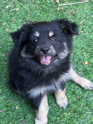 שתי גורים מעורבים חצי פומרניין