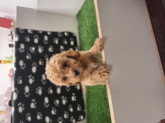 פודל טוי טיקאפ בן 8