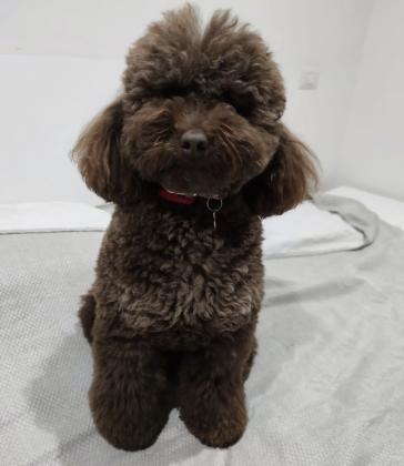 גורי פודל טוי מהממים צבע