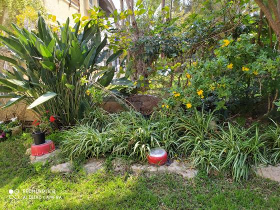 בשכונת מוצקין;דובדבן הכפר;כיסופים