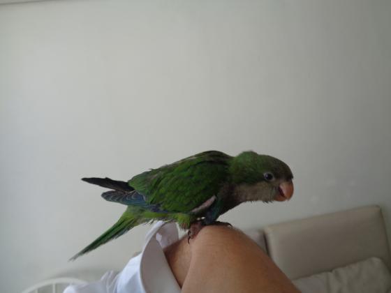 תוכי מהמם חברותי גם עם