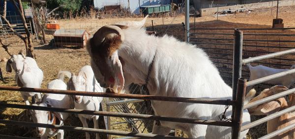 זכר 90% בורי עם 4 נקבות