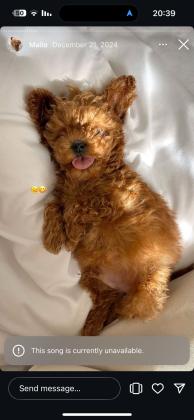 גורים פודל טוי אדומים יפייפים