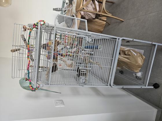 למכירה תוקי מסוג דררה בן