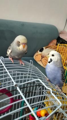 זוג תוכונים אוסטרלים (הזכר אוסטרלי