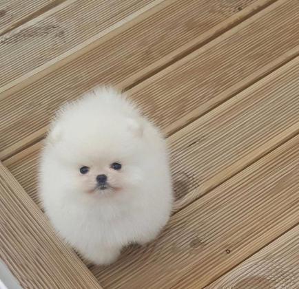 גורים פומרניין דובי לבנים גיל