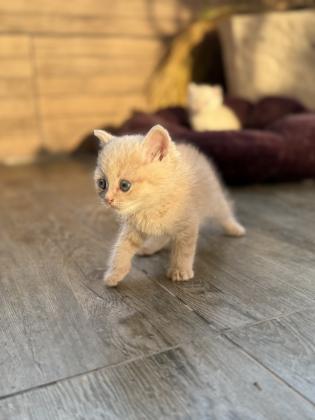 עיניים כחולות, פרווה רכה ואופי