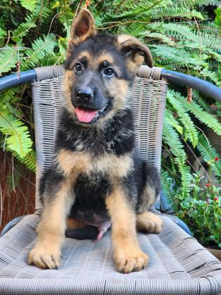 גורי רועה גרמני מהממים לאחר