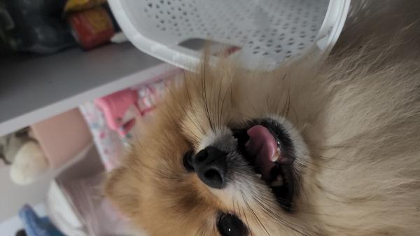 שוקו הוא כלב פומרניין מחונך