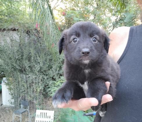 בורדר קולי, בני חודש וחצי,