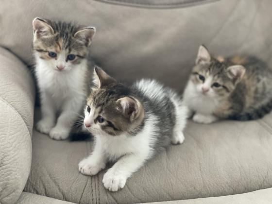 חמש לבבות קטנים מחפשים בית