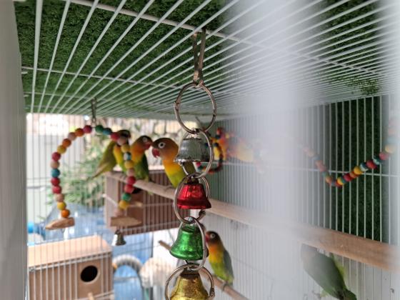 פרסונטות בשלל צבעים