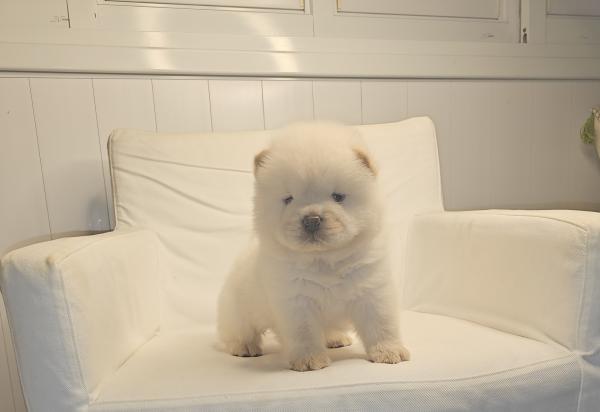 דובוני צאו מושלמים מהסוג