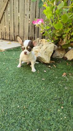 גורים זכרים של ציוואווה למקירה