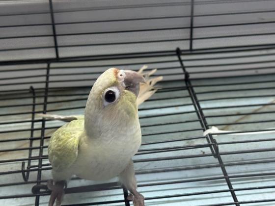 גרינציקים במבחר מופעיםמחיר לפי מופע