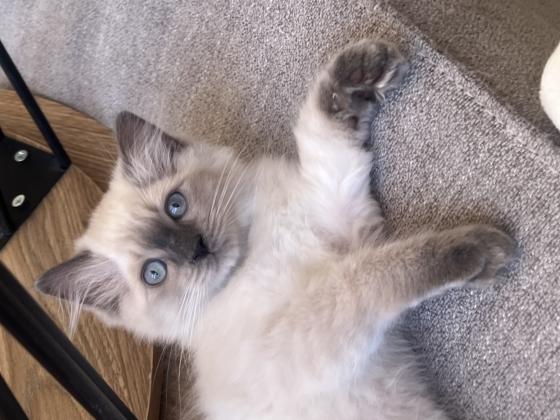 נשאר 1 נקבה ו2 זכרים נולדו 18