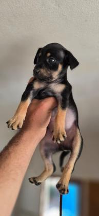 גורי פינצר מהממים הורים במקום