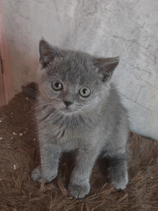 גורים סקוטי בגיל 3 חודש