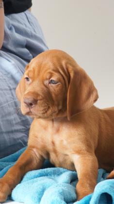 גורי ויסלה גזעיים מחפשים בית