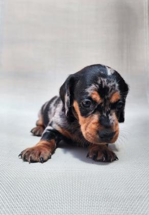 גורי תחש לאחר חיסון ראשון תילוע ופנקס