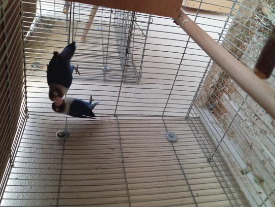 למכירה זוג פרסונטה יפים ופישר