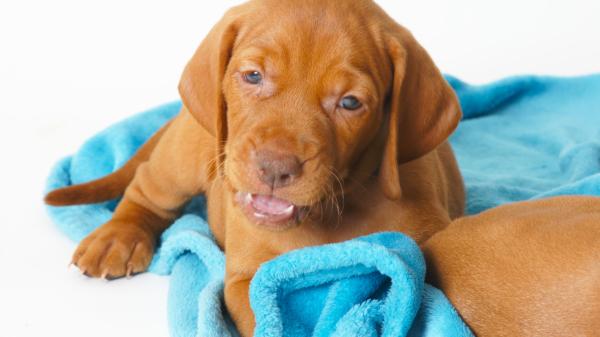 גורי ויסלה גזעיים מחפשים בית