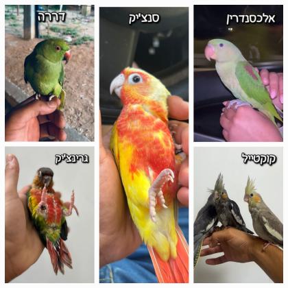 מבחר של תוכים האכלות יד