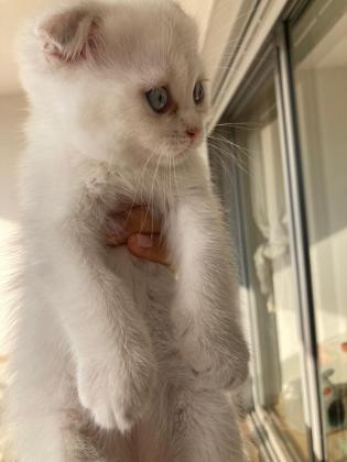 3 גורי סקוטים מהממים