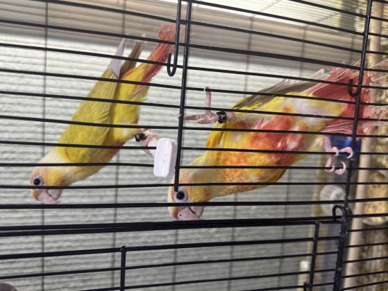 זוג גרינציקים 25 מטובעים ובדוקי מין