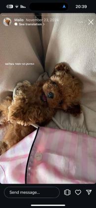 גורים פודל טוי אדומים יפייפים