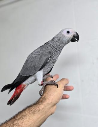 גאקו בני 3 חודשים האכלת יד, גמולים