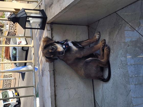 מעורבת קווקזי עם בורדר קולי