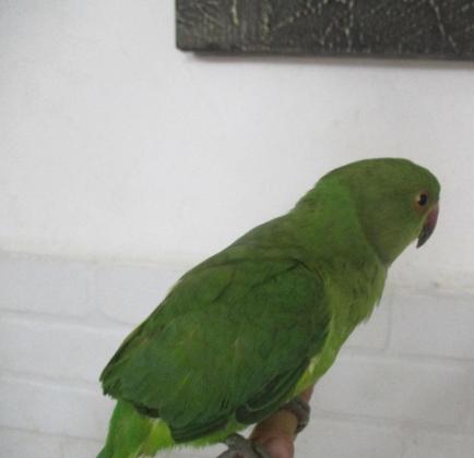 תוכי דררה האכלת יד לשעבר