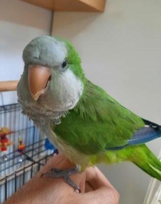 תוכי קוואקר ברמה גבוהה לא נושך האכלת יד