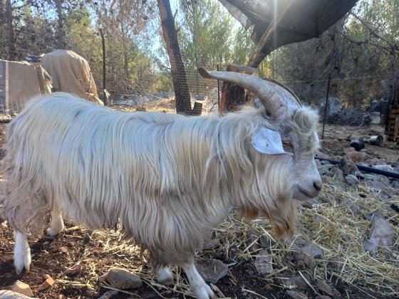 תיש ננסי בן כשנתיים וחצי